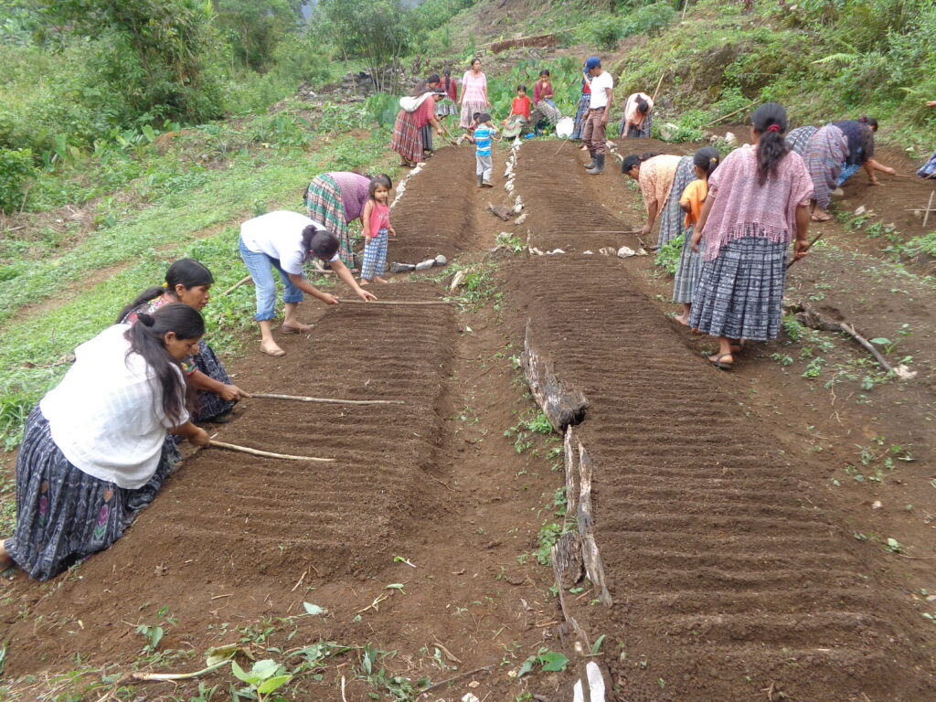 Personas realizando trabajos en un huerto familiar